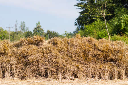 Bales of rice straw in countryside at harvest time.の写真素材