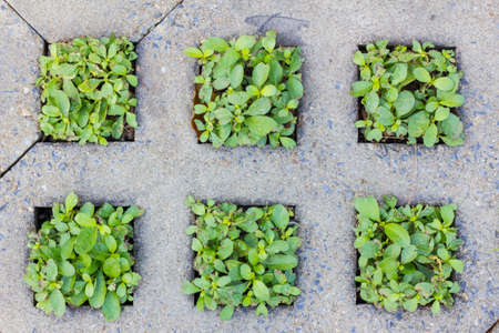 green plants growing between concrete pavement, backgroundの写真素材