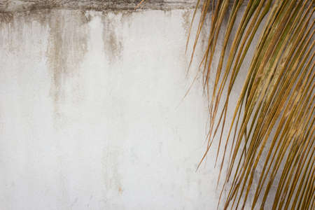 abstract grunge wall background with dry coconut leafの写真素材