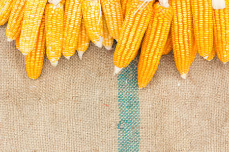 Ears of ripe corn on the gunnysack with space for special text on below, copyspaceの写真素材