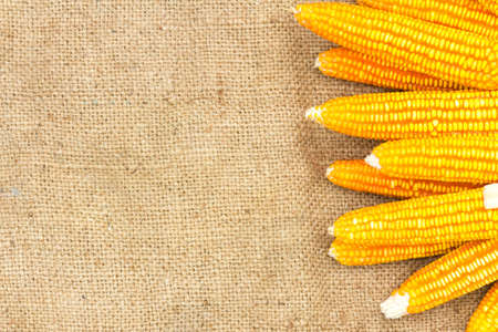 Ears of ripe corn on the gunnysack with space for special text on the left, copyspaceの写真素材