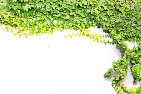 Coatbuttons or Mexican daisy on the wall, watercolor styleの写真素材