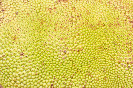 close-up jack fruit Texture, backgroundの写真素材