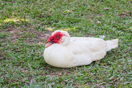 Muscovy duck (Cairina moschata) on the ground with grassの写真素材