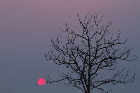 leafless tree with sun in sunset, background