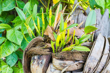 orchid plants in coir with dry leaves, green backgroundの写真素材