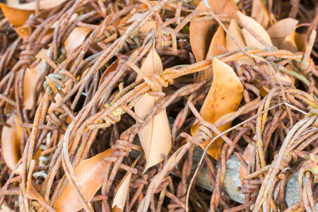 closeup rusty barbed wire on the ground with dry leaves, soft focusの写真素材