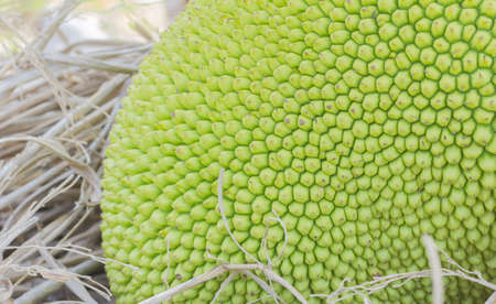 closeup green jackfruit on straw, fruit background, soft focus