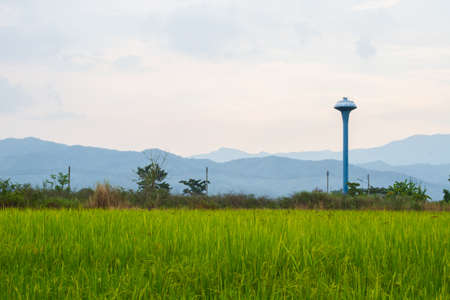 landscape of rice field with mountain and sky in the backgroundの写真素材