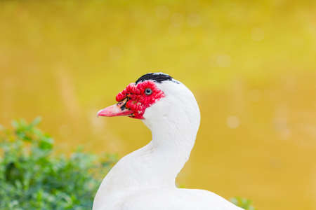 Portrait of a Muscovy duck (Cairina moschata) with copyspace.の写真素材