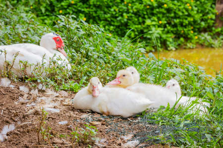 Young wild Cairina moschata sit on the ground by the pond.の写真素材