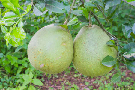 Pomelo or grapefruit on the tree