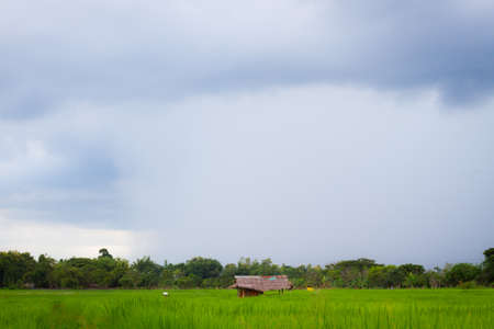 Bad weather landscape of countryside with rain on rice field.の写真素材