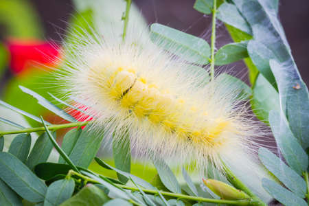 Bright yellow hairy caterpillar on tamarind leaves, soft focusの写真素材
