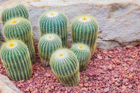 Cactus - Parodia claviceps (Cactaceae) copyspace on the right.の写真素材