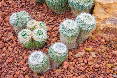 Cactus - Mammillaria sp. (Cactaceae).の写真素材