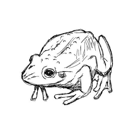 illustration vector hand drawn doodle toad isolated on whiteのイラスト素材