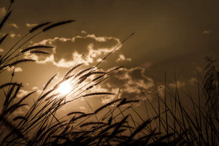 Fountain Grass flower on sunset with cloudy sky background. Sepia or retro vintage styleの写真素材