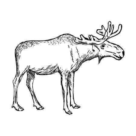 illustration doodle of sketch moose isolated on whiteのイラスト素材