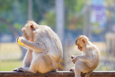 mother and baby monkey eating fresh corn on a rusty fence, shallow depth of field.の写真素材