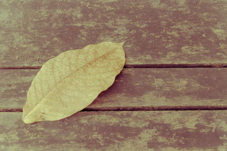 yellow dried autumn leaf on wooden background with copyspace, vintage retro styleの写真素材