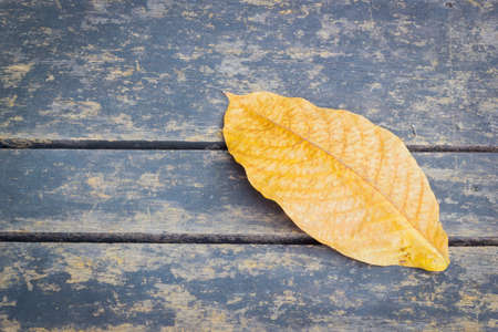 yellow dried autumn leaf on wooden background with copyspace.の写真素材