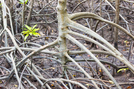 mangrove tree with roots in lagoon, Thailand.の写真素材