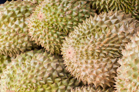 Durian, King of Fruit, for selling in Thailand.の写真素材