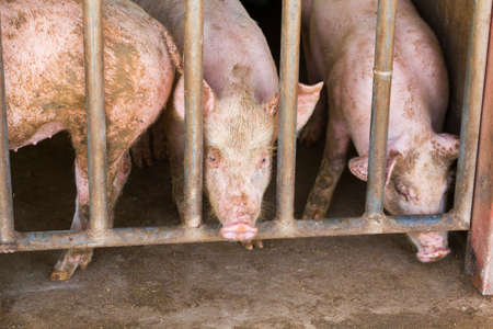 dirty pigs in a dirty stable at a farm, Thailandの写真素材