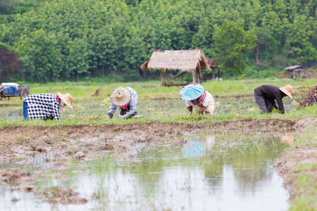 thai farmer working on the rice field.の写真素材