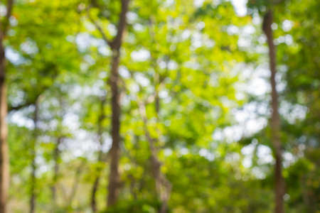 Blur park abstract bokeh nature background.の写真素材