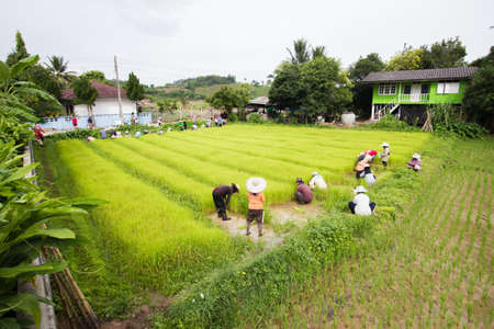 CHIANG RAI, THAILAND - JULY 16 : Unidentified Thai farmers preparation rice seedlings for planting on July 16, 2016 in Chiang rai, Thailand. Wide shotのeditorial素材