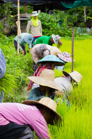 CHIANG RAI, THAILAND - JULY 16 : Unidentified Thai farmers preparation rice seedlings for planting on July 16, 2016 in Chiang rai, Thailand.のeditorial素材