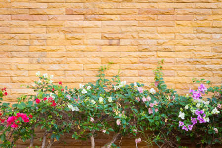 horizontal photo of yellow brick wall with pink Bougaville flower plants.の写真素材