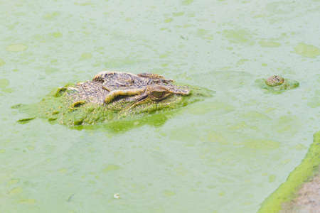 horizontal photo of wild crocodile on the green river.の写真素材