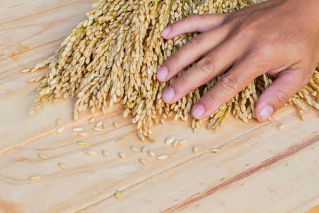 closeup hand touching ear of rice on wooden background
