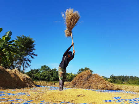 CHIANG RAI, THAILAND - NOVEMBER 23 : unidentified Thai farmer threshing by beating rice to separate...