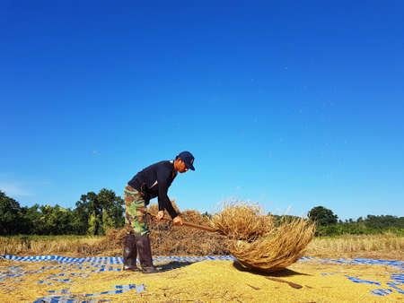 CHIANG RAI, THAILAND - NOVEMBER 23 : unidentified Thai farmer threshing by beating rice to separate seed from the trunks on the ground on November 23, 2016 in Chiang rai, Thailandのeditorial素材