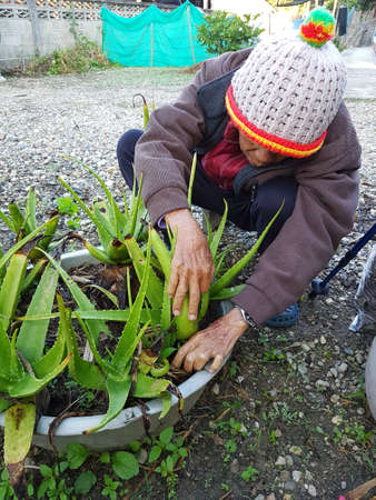 CHIANG RAI, THAILAND - NOVEMBER 23 : unidentified asian old man decorating aloe vera in the garden on November 23, 2016 in Chiang rai, Thailand.のeditorial素材