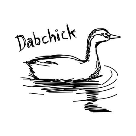 vector illustration sketch hand drawn with black lines of dabchick isolated on white backgroundのイラスト素材