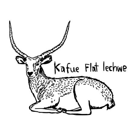 vector illustration sketch hand drawn with black lines of Kafue flats lechwe isolated on white backgroundのイラスト素材