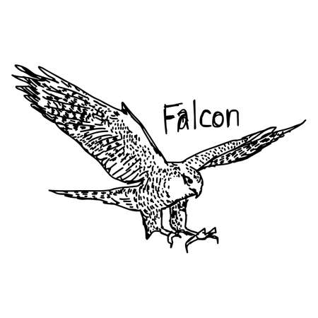 vector illustration sketch hand drawn with black lines of falcon isolated on white backgroundのイラスト素材