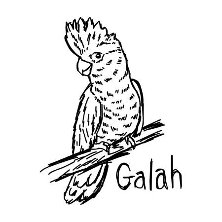 vector illustration sketch hand drawn with black lines of galah isolated on white backgroundのイラスト素材