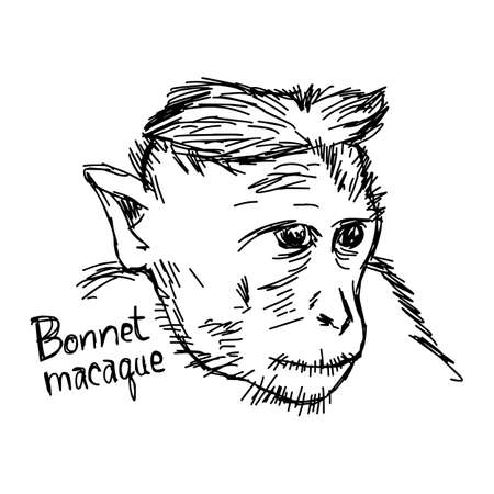 Bonnet macaque closeup - vector illustration sketch hand drawn with black lines, isolated on white backgroundのイラスト素材