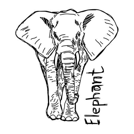 elephant - vector illustration sketch hand drawn with black lines, isolated on white backgroundのイラスト素材