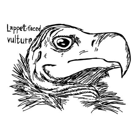 lappet-faced vulture - vector illustration sketch hand drawn with black lines, isolated on white backgroundのイラスト素材