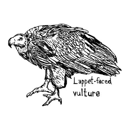 lappet-faced vulture - vector illustration sketch hand drawn with black lines, isolated on white backgroundのイラスト素材