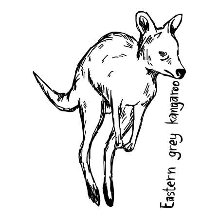 Eastern grey kangaroo - vector illustration sketch hand drawn with black lines, isolated on white backgroundのイラスト素材