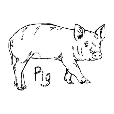 Pig - vector illustration sketch hand drawn with black lines, isolated on white backgroundのイラスト素材