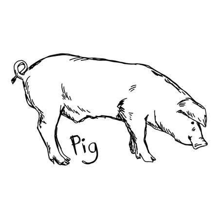 pig - vector illustration sketch hand drawn with black lines, isolated on white backgroundのイラスト素材